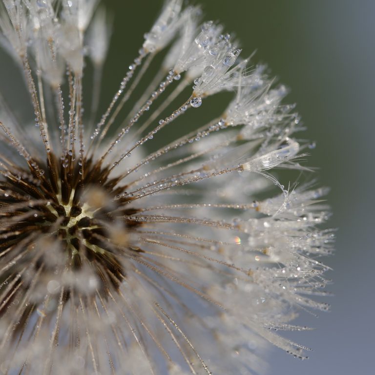 flower-4736909_1920